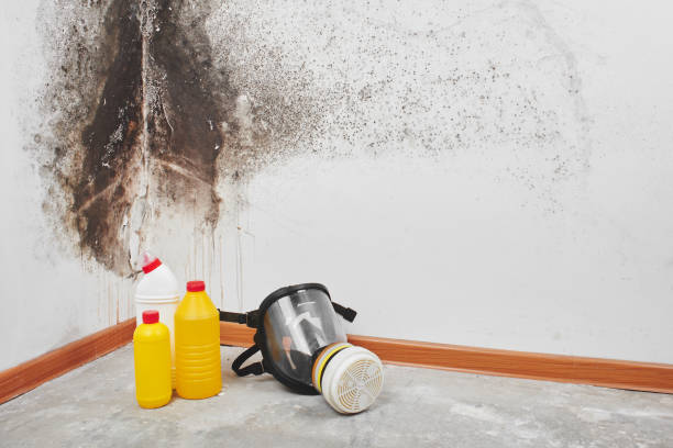 Best Emergency Mold Remediation in Wapello, IA