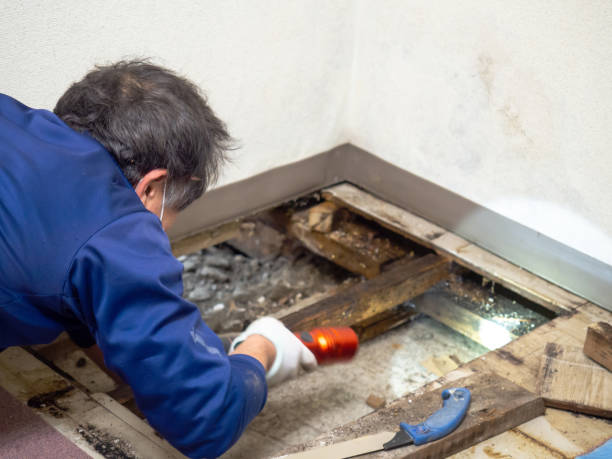 Best Commercial Mold Remediation in Wapello, IA