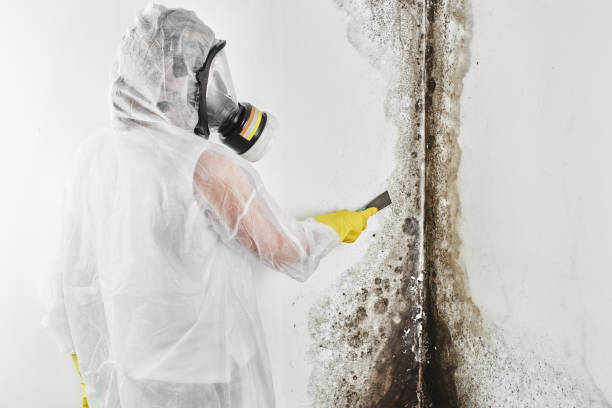 Best Bathroom Mold Remediation in Wapello, IA