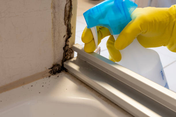 Best Insurance-Related Mold Remediation in Wapello, IA
