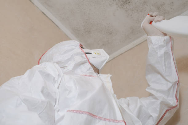 Best Basement Mold Remediation in Wapello, IA
