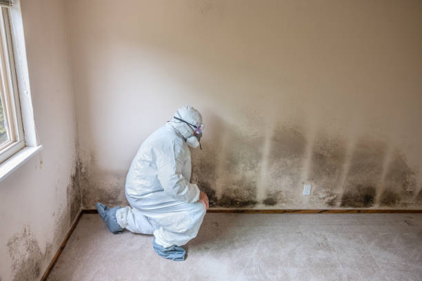 Best Post-Remediation Services in Wapello, IA