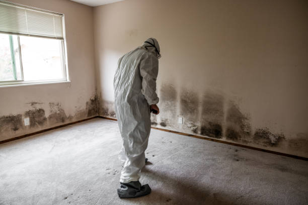 Trusted Wapello, IA Mold Remediation Experts